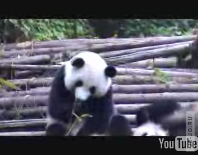 Чихающая панда