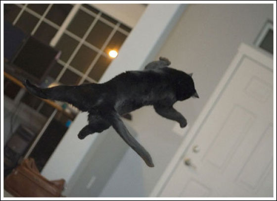 Эти коты умеют летать