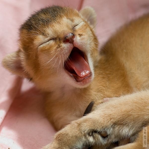 1275655270_kittens_yawning_05.jpg
