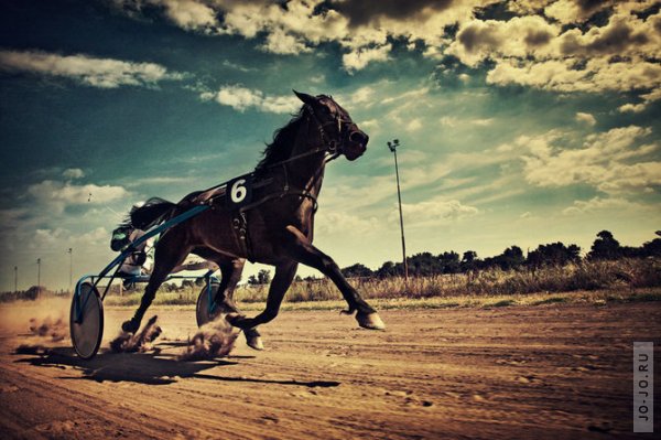 The Horse Races...  Kalle Gustafsson