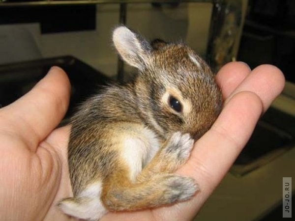 http://jo-jo.ru/uploads/posts/2011-01/thumbs/1295437802_tiny_adorable_animals_17.jpg