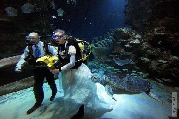Свадьба среди черепах
