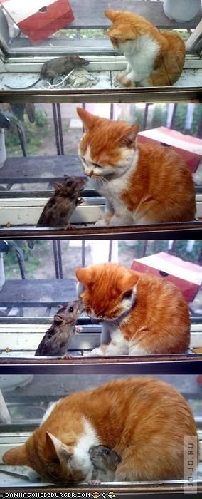 Нежная дружба разных животных