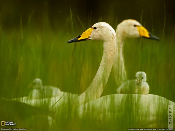  National Geographic   2011