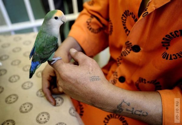 Заключенные и попугаи