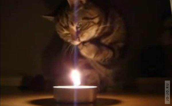 Любопытный кот и свеча