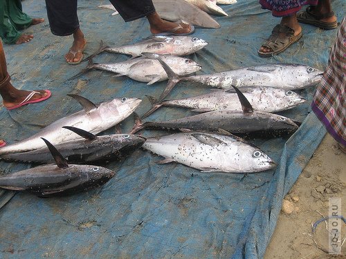 Улов сомалийских рыбаков