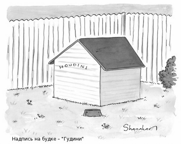    New Yorker