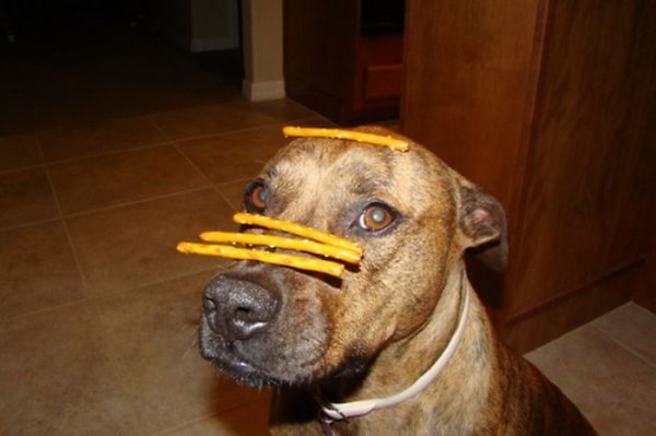 Собака, которая не любит еду