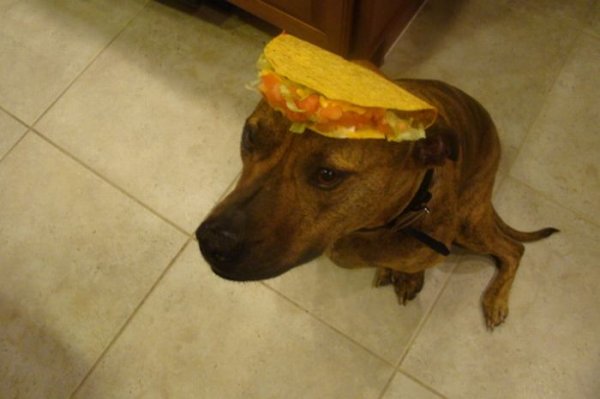 Собака, которая не любит еду