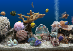 Serenescreen Marine Aquarium V3.2.6025