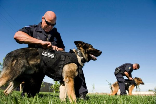Отважная полицейская собака
