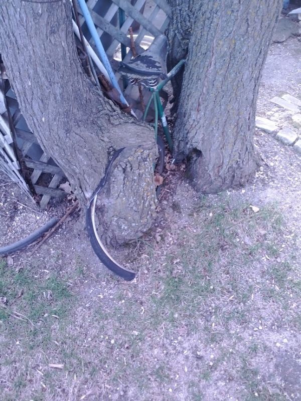 Дерево и велосипед