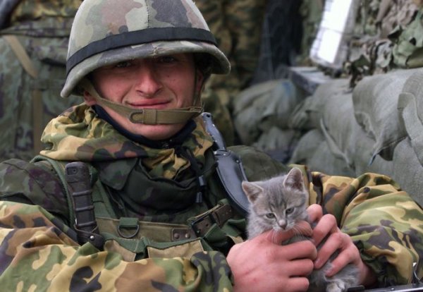 Коты, прошедшие войну со своими хозяевами