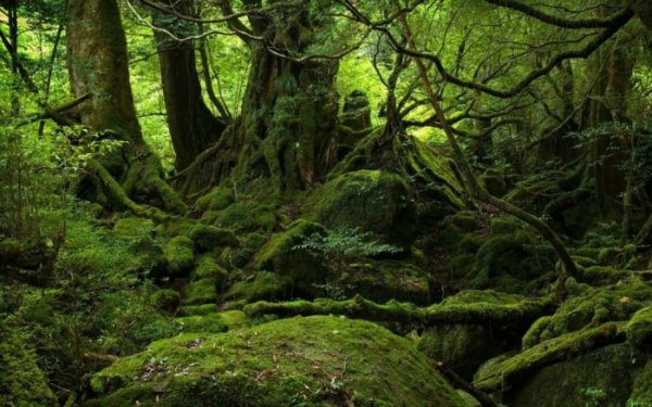 Удивительная природа японского острова Якусима
