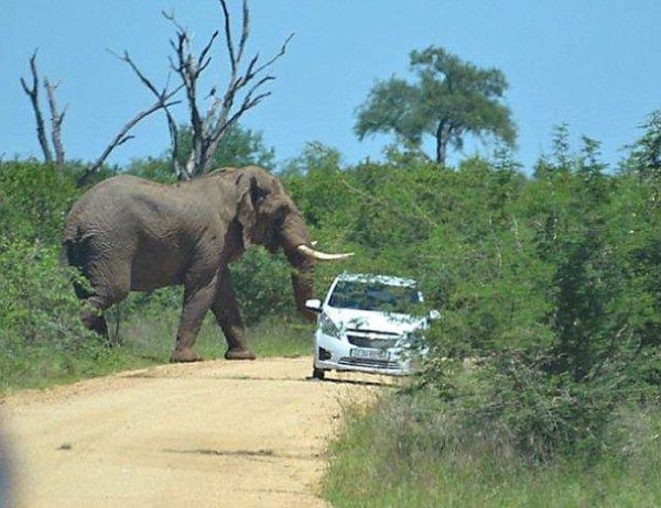 Слон, который ненавидит автомобили