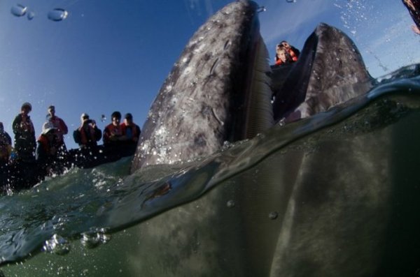 Дружелюбная встреча и поцелуи с китом