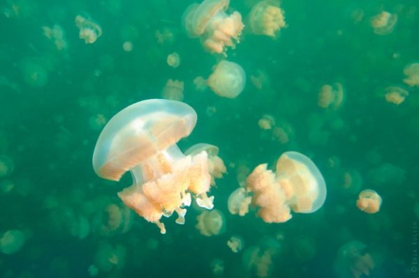 Озеро медуз