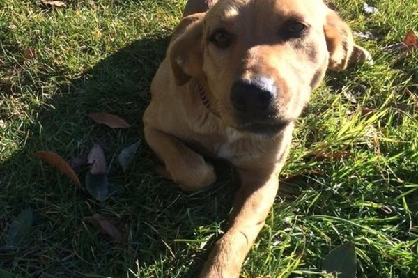 Бродячая собака из Сочи нашла себе дом в Америке