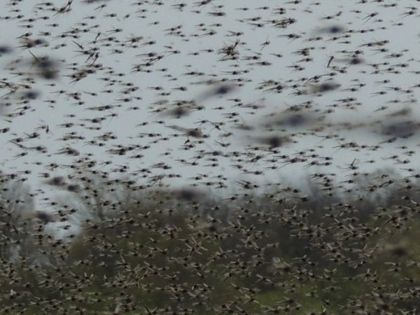 Нашествие комаров в Висконсине