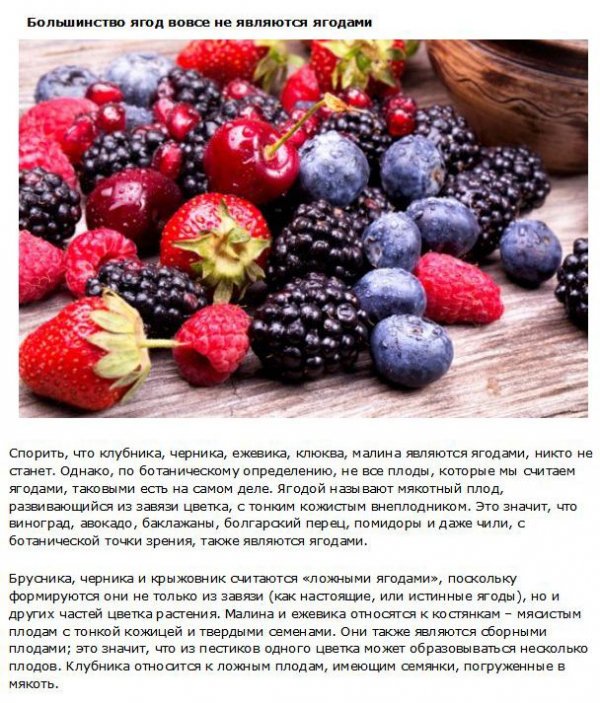 Факты о фруктах, которые нужно знать каждому