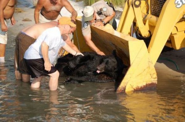 Мужчина спас тонущего в океане медведя