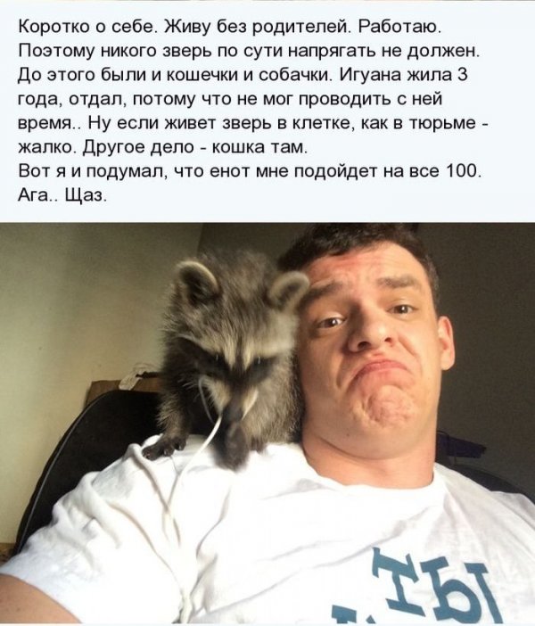 http://jo-jo.ru/uploads/posts/2014-07/thumbs/1404811355_enot_04.jpg