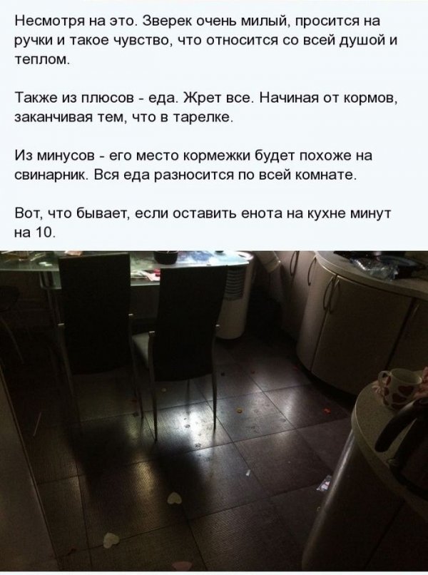 http://jo-jo.ru/uploads/posts/2014-07/thumbs/1404811377_enot_06.jpg