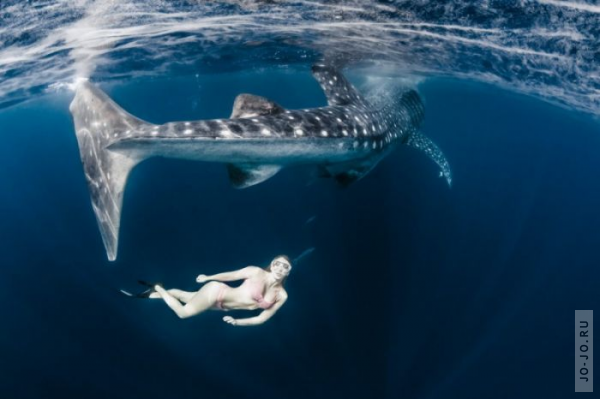 Модель плавает с акулами