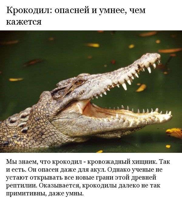 Неизвестные ранее факты о крокодилах 
