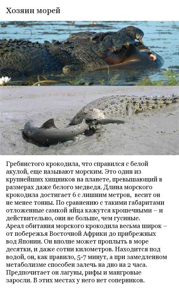 Неизвестные ранее факты о крокодилах 
