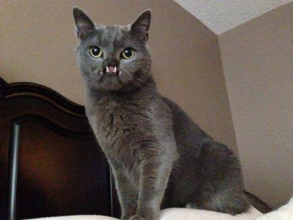 "Вампирский кот" - новая звезда интернета