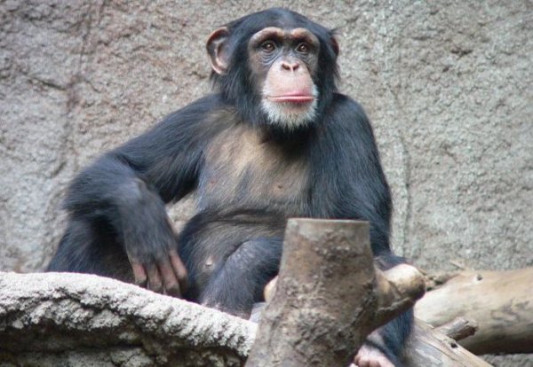 Насколько умными могут быть обезьяны