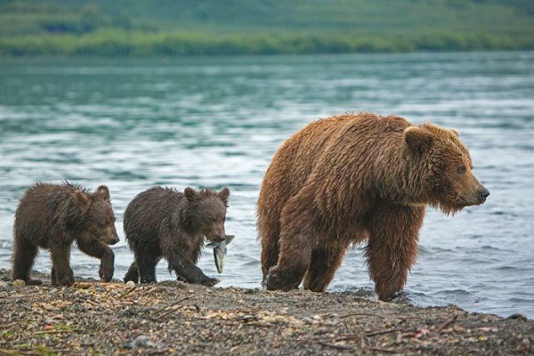 Курильское озеро - «поселок медведей»
