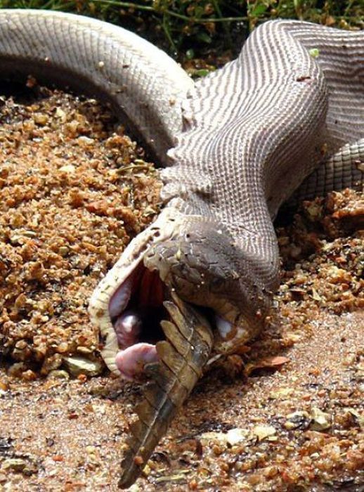 Змея пообедала крокодилом