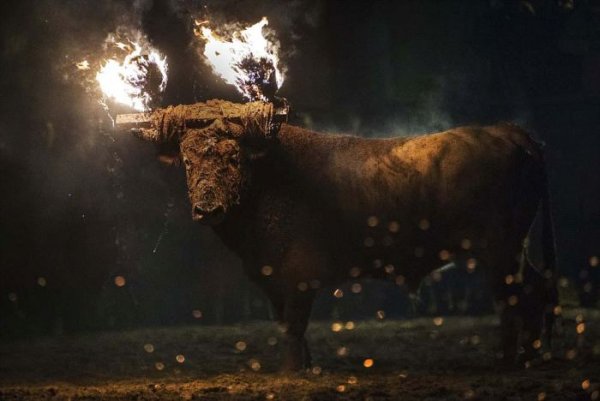 Варварский фестиваль Toro de Jubilo в Испании