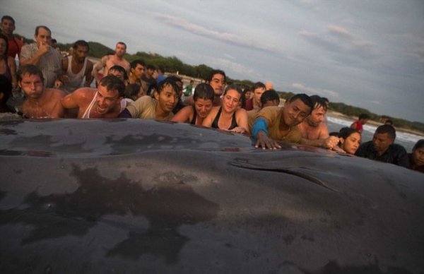 Жители и туристы Никарагуа попытались спасти кита