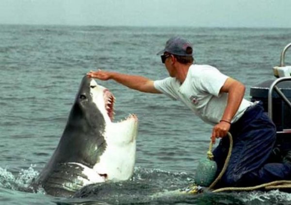 Акула с благими намерениями преследует рыбака из Австралии