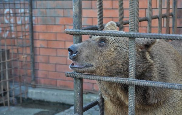 Ужасные условия жизни сочинских медведей, привлекающих посетителей в ресторан