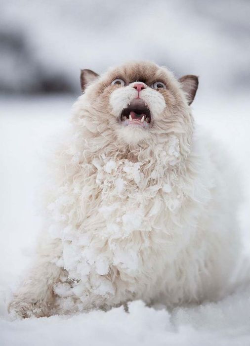 Первый снег в жизни животных