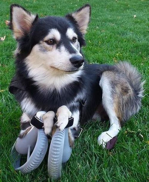 Собака-инвалид получила 3D протезы