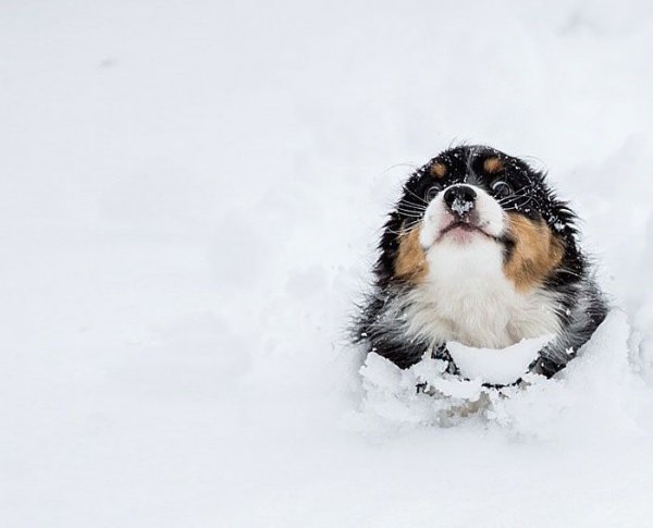 Первый снег в жизни животных