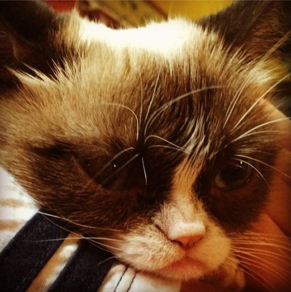 Grumpy Cat  100   2 