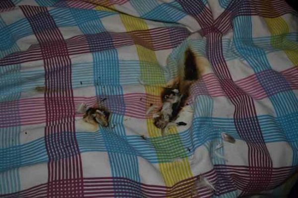 Samsung GALAXY Ace 2 взорвался рядом с кроватью своей хозяйки