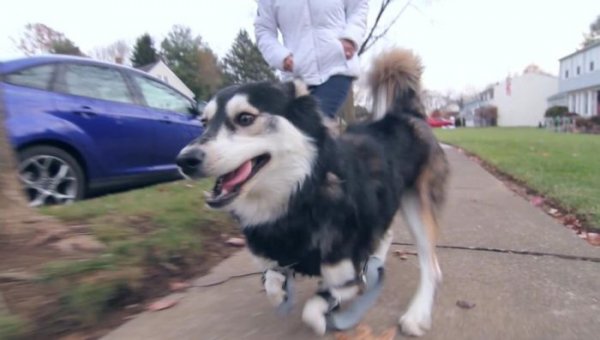 Собака-инвалид получила 3D протезы