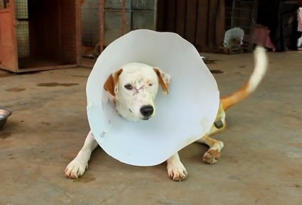 Спасение бездомной собаки в Индии