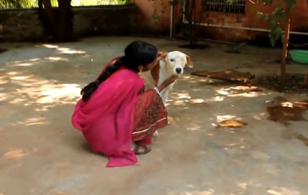 Спасение бездомной собаки в Индии