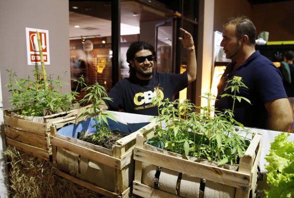 Первая “Expo Cannabis” ярмарка в Уругвае