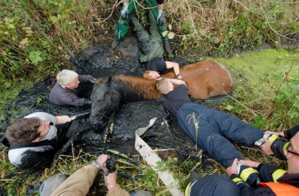 Спасение лошади из болота