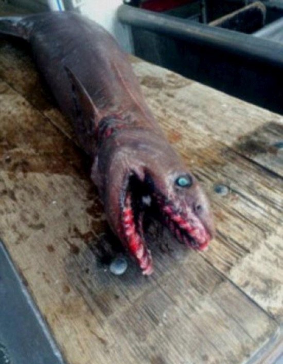Австралийские рыбаки выловили очень редкую акулу 